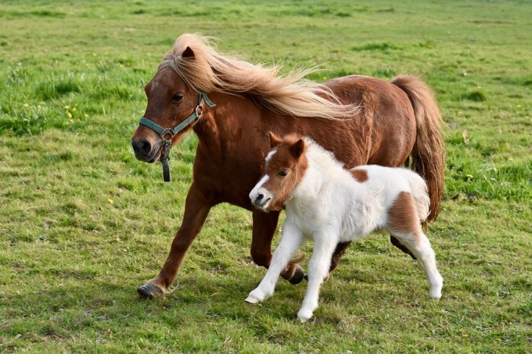 Comment Convaincre Ses Parents D'avoir Un Cheval Archives des Alimentation - Cheval equitation