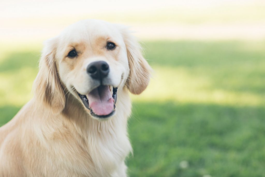 Comment dresser un chien à la perfection ?