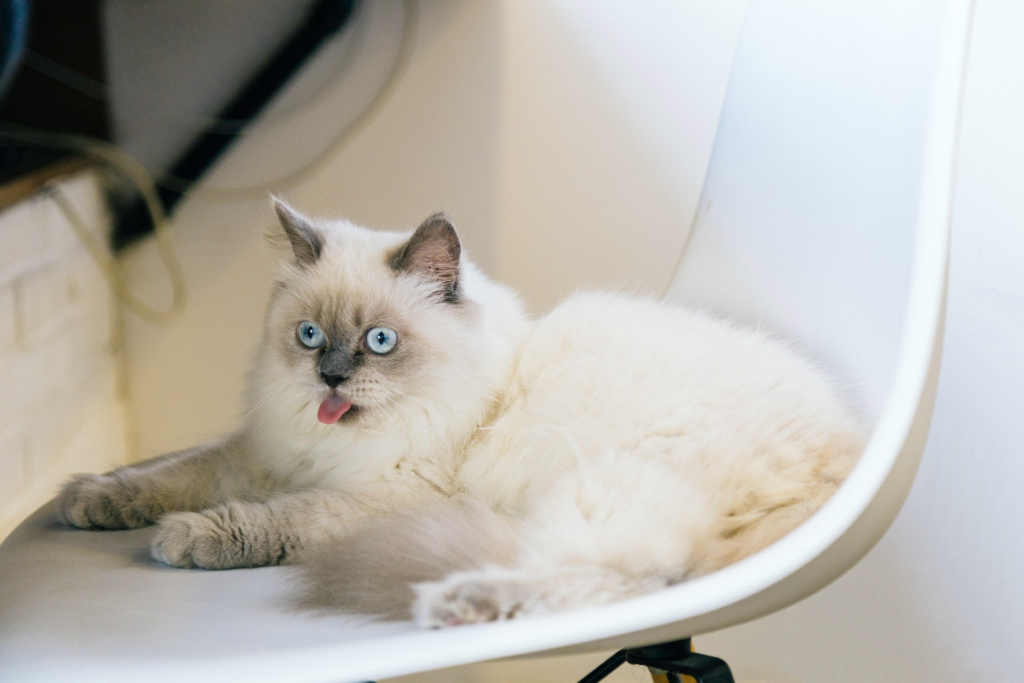 Ragdoll : tout ce que vous devez savoir sur cette race de chat